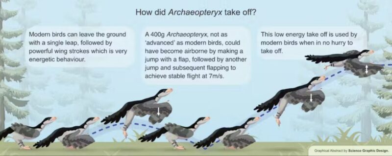 Illustration, der sammenligner Archaeopteryx’ start med moderne fugle, og som viser en række billeder af en fugl, der springer, basker med vingerne og glider for at komme i luften. I baggrunden er der en tekst, der forklarer de forskellige startmetoder.