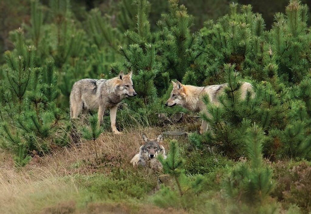 Ulvefamilier i Jylland stiger.. – ONN.dk