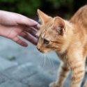 Herreløse katte Danmark myte 500.000