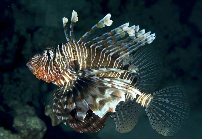 Pterois-miles